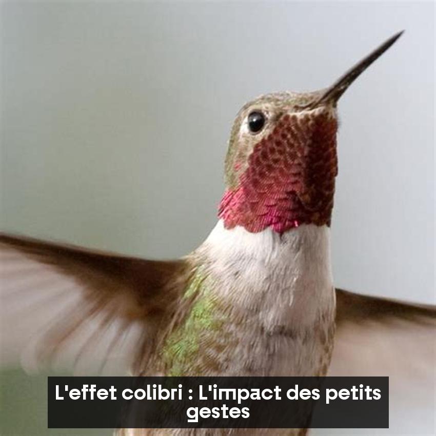 L'effet colibri : L'impact des petits gestes